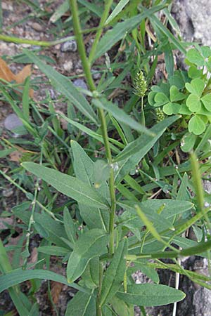 Erysimum cheiranthoides / Treacle Mustard, D Viernheim 27.6.2006