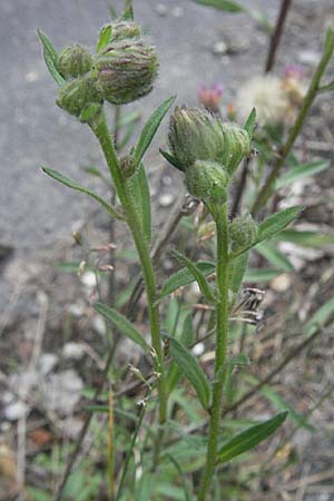 Erigeron acris subsp. acris \ Scharfes Berufkraut, D Eisenberg 1.7.2006