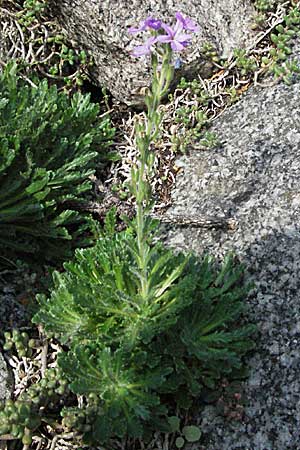 Erinus alpinus \ Leber-Balsam / Fairy Foxglove, D Botan. Gar.  Universit.  Heidelberg 29.9.2006