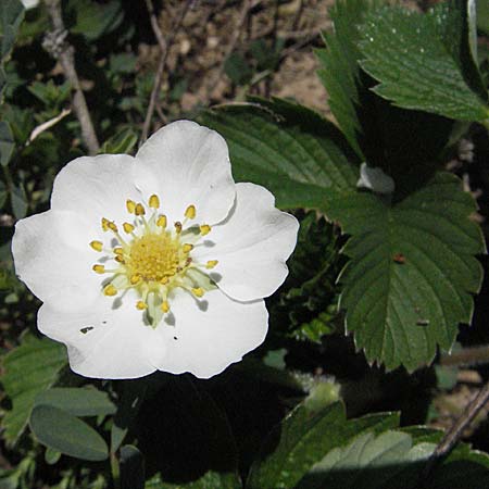 Fragaria viridis \ Knack-Erdbeere, Hgel-Erdbeere, D Karlstadt 14.4.2007