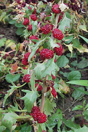 Blitum virgatum \ Echter Erdbeer-Spinat / Leafy Goosefoot, D Botan. Gar.  Universit.  Heidelberg 30.6.2007