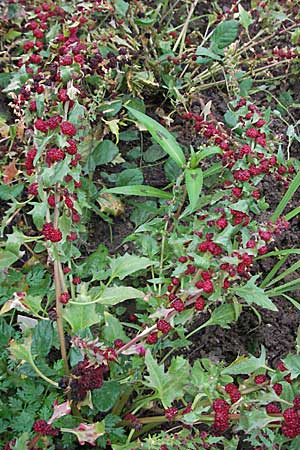 Blitum virgatum \ Echter Erdbeer-Spinat / Leafy Goosefoot, D Botan. Gar.  Universit.  Heidelberg 30.6.2007