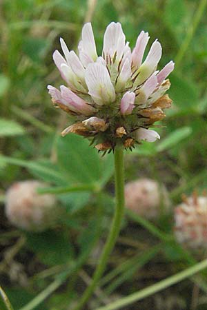 Trifolium fragiferum \ Erdbeer-Klee / Strawberry Clover, D Pfalz, Speyer 28.7.2007