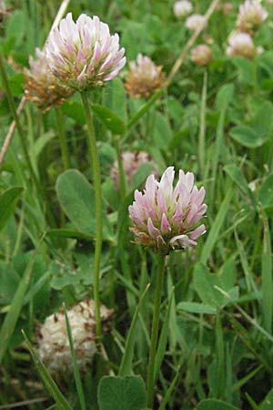 Trifolium fragiferum \ Erdbeer-Klee / Strawberry Clover, D Pfalz, Speyer 28.7.2007