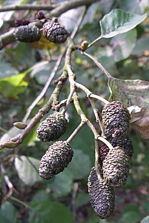 Alnus glutinosa \ Schwarz-Erle / Alder, D Weinheim an der Bergstraße 5.10.2007