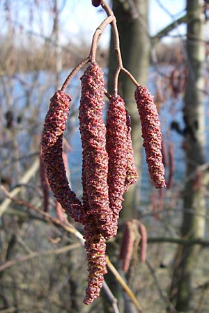 Alnus glutinosa / Alder, D Pfalz, Speyer 3.2.2008