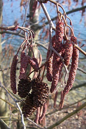 Alnus glutinosa \ Schwarz-Erle, D Pfalz, Speyer 3.2.2008