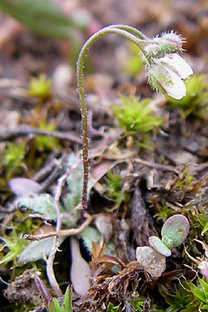 Draba praecox \ Frhes Hungerblmchen / Early Whitlowgrass, D Rheinhessen, Neu-Bamberg 1.3.2008