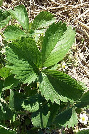 Fragaria x ananassa \ Garten-Erdbeere, D Hirschberg 8.5.2008