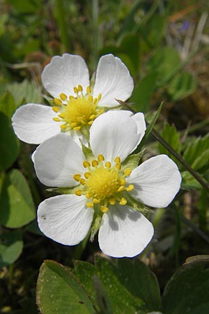 Fragaria vesca \ Wald-Erdbeere / Wild Strawberry, D Mannheim 1.5.2009