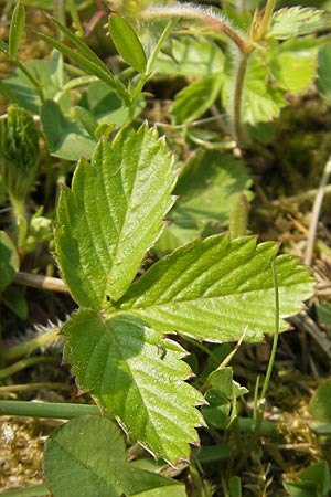 Fragaria vesca \ Wald-Erdbeere / Wild Strawberry, D Mannheim 1.5.2009