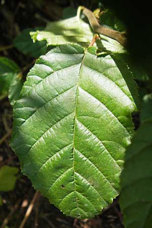 Alnus x pubescens / Hybrid Alder, D Römerberg 5.9.2009