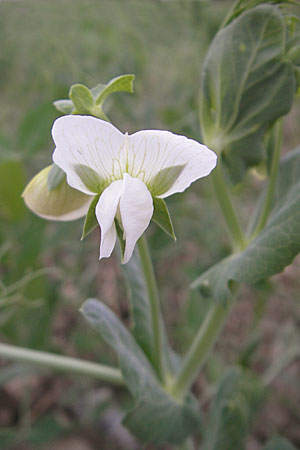 Lathyrus oleraceus var. oleraceus \ Garten-Erbse, D Ketsch 13.9.2009