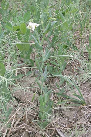 Lathyrus oleraceus var. oleraceus \ Garten-Erbse / Pea, D Ketsch 13.9.2009