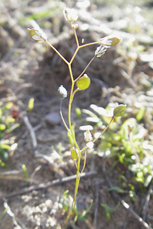 Draba spathulata \ Rundfrchtiges Hungerblmchen / Pound-Podded Whitlowgrass, D Viernheim 6.4.2010