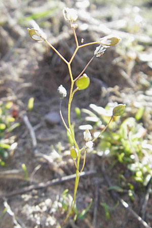 Draba spathulata \ Rundfrchtiges Hungerblmchen, D Viernheim 6.4.2010