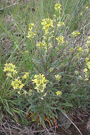 Erysimum crepidifolium, Hedge Mustard