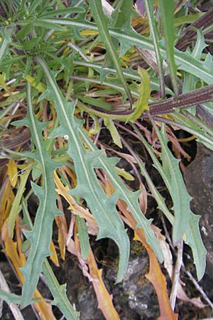 Erysimum crepidifolium \ Bleicher Schterich, Gnsesterbe, D Duchroth 29.4.2010