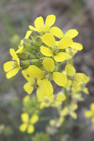 Erysimum crepidifolium / Hedge Mustard, D Duchroth 29.4.2010