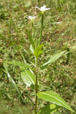 Epilobium roseum \ Rosenrotes Weidenrschen / Pale Willowherb, D Mannheim 11.7.2010