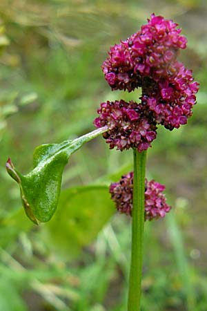 Blitum capitatum \ hriger Erdbeer-Spinat, D Botan. Gar.  Universit.  Mainz 13.9.2008