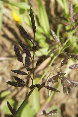 Eragrostis minor \ Kleines Liebesgras, D Reilingen 11.9.2010