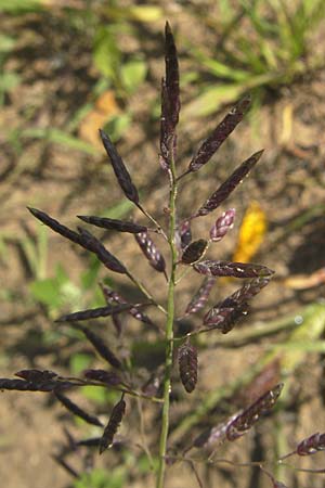 Eragrostis minor \ Kleines Liebesgras, D Reilingen 11.9.2010