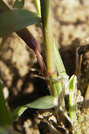 Eragrostis minor \ Kleines Liebesgras, D Reilingen 11.9.2010