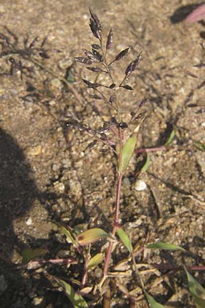 Eragrostis minor \ Kleines Liebesgras, D Reilingen 11.9.2010