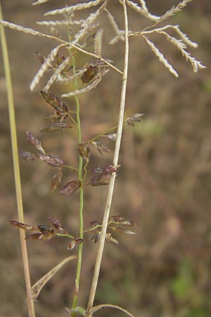 Eragrostis minor \ Kleines Liebesgras / Love Grass, D Reilingen 13.9.2010