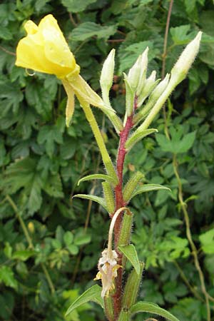 Oenothera ersteinensis \ Ersteiner Nachtkerze, D Mannheim 13.7.2011