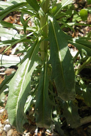 Erysimum virgatum \ Steifer Schterich / Hawkweed-Leaved Treacle Mustard, D Franken/Franconia Leutenbach 17.5.2012