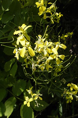 Erysimum crepidifolium / Hedge Mustard, D Franconia Ehrenbürg 17.5.2012