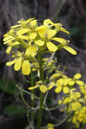 Erysimum crepidifolium / Hedge Mustard, D Franconia Ehrenbürg 17.5.2012