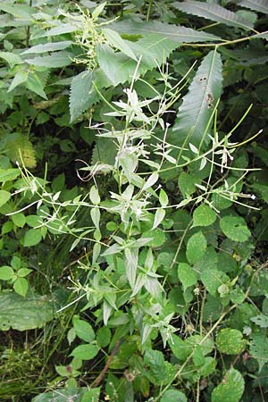 Epilobium tetragonum \ Vierkantiges Weidenrschen, D Mannheim 18.7.2012