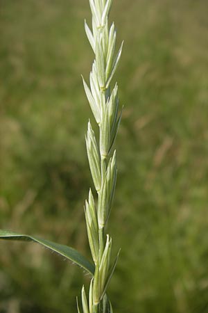 Elymus repens \ Kriechende Quecke / Couch Grass, D Lobbach-Waldwimmersbach 19.6.2013