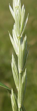 Elymus repens \ Kriechende Quecke / Couch Grass, D Lobbach-Waldwimmersbach 19.6.2013