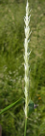 Elymus repens \ Kriechende Quecke, D Lobbach-Waldwimmersbach 19.6.2013