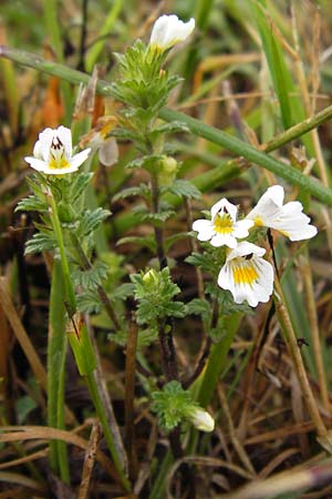 Euphrasia rostkoviana / Common Eyebright, D Gladenbach 7.9.2013