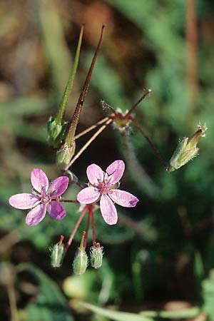 Erodium cicutarium \ Gewhnlicher Reiherschnabel, D Mannheim 6.11.2005