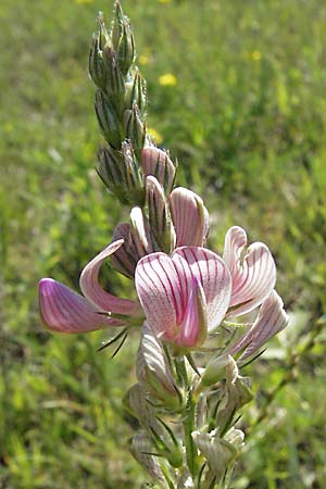 Onobrychis viciifolia \ Futter-Esparsette, Saat-Esparsette, D Altrip 16.7.2006