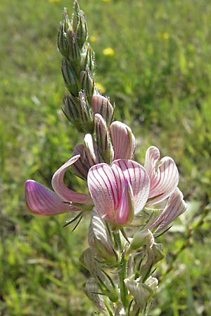 Onobrychis viciifolia / Sainfoin, D Altrip 16.7.2006