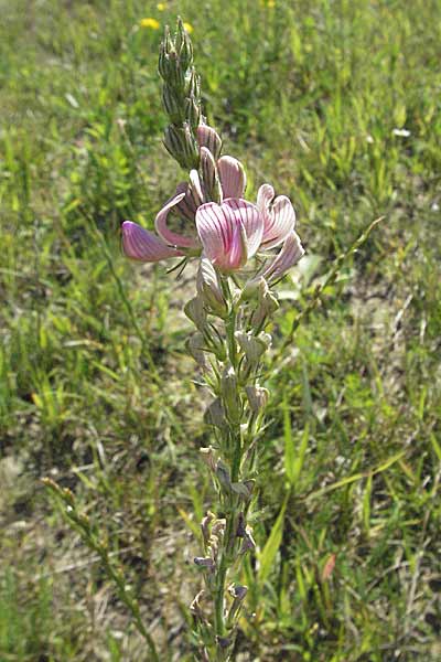 Onobrychis viciifolia \ Futter-Esparsette, Saat-Esparsette / Sainfoin, D Altrip 16.7.2006