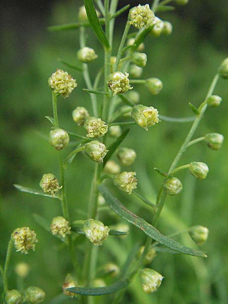 Artemisia dracunculus \ Estragon / Tarragon, D Hemsbach 28.6.2007