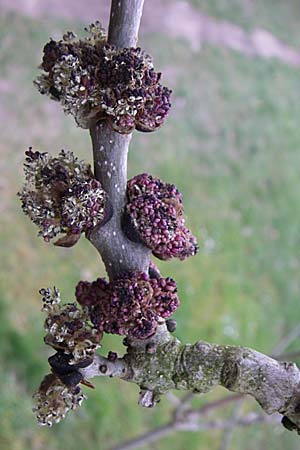 Fraxinus excelsior \ Gewhnliche Esche, D Mannheim 2.4.2008