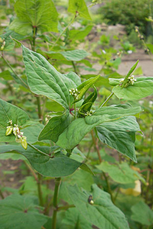 Fagopyrum tataricum \ Tatarischer Buchweizen / Green Buckwheat, D Botan. Gar.  Universit.  Mainz 11.7.2009