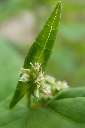 Fagopyrum tataricum \ Tatarischer Buchweizen / Green Buckwheat, D Botan. Gar.  Universit.  Mainz 11.7.2009