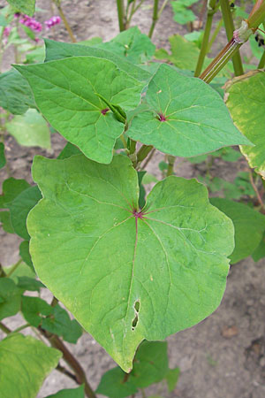 Fagopyrum tataricum \ Tatarischer Buchweizen / Green Buckwheat, D Botan. Gar.  Universit.  Mainz 11.7.2009