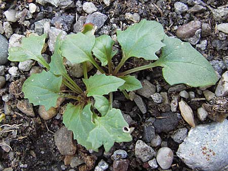 Blitum virgatum \ Echter Erdbeer-Spinat / Leafy Goosefoot, D Ludwigshafen 16.9.2012