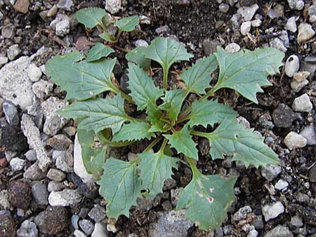 Blitum virgatum \ Echter Erdbeer-Spinat / Leafy Goosefoot, D Ludwigshafen 16.9.2012